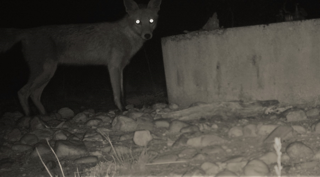 Eyes in the dark- fox in pinkerton.JPG